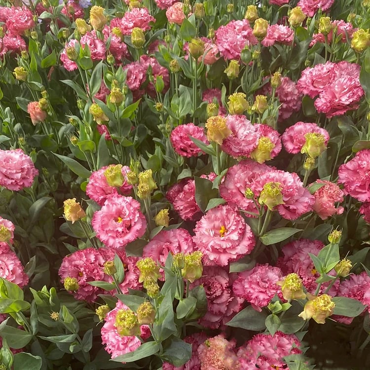 🔥Poslední den prodeje💝Eustoma Rose Thornless💐Lisianthus Seeds