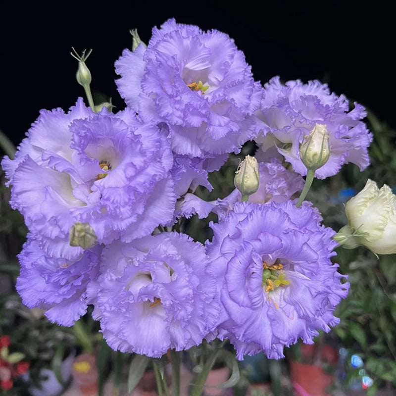 🔥Poslední den prodeje💝Eustoma Rose Thornless💐Lisianthus Seeds