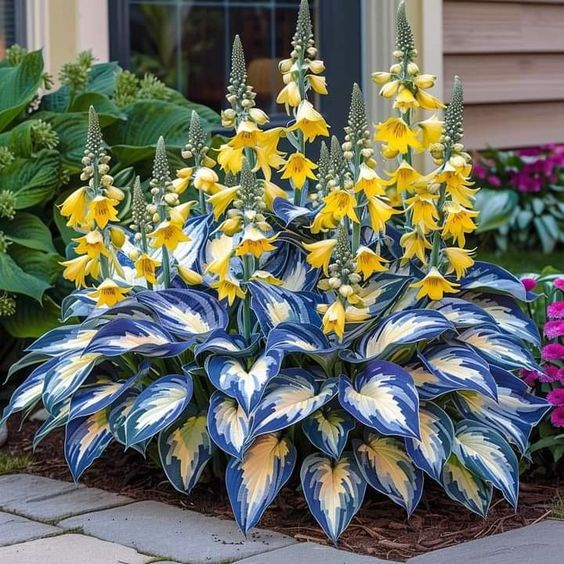 Hardy Beauty: Hosta květiny odolné vůči stínu a chladu