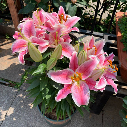 [Voňejší než parfém]Cibulky lilií Four Seasons voní tisíce kilometrů daleko, kvetou každý rok
