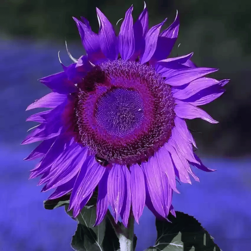 💜Vzácná slunečnicová zahrada - Obří fialová slunečnicová semínka