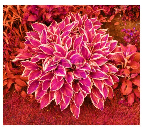 Rzadkie nasiona lilii cieniolubnej