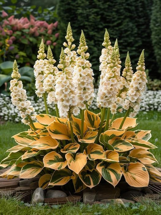 Hardy Beauty: Hosta květiny odolné vůči stínu a chladu