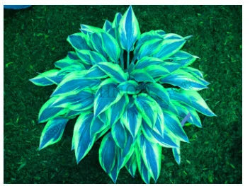 Rzadkie nasiona lilii cieniolubnej