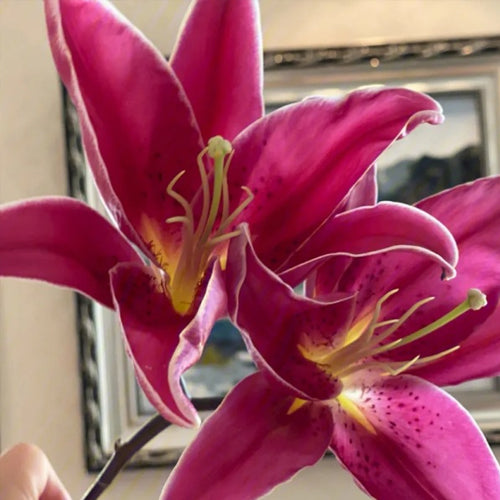 [Voňejší než parfém]Cibulky lilií Four Seasons voní tisíce kilometrů daleko, kvetou každý rok
