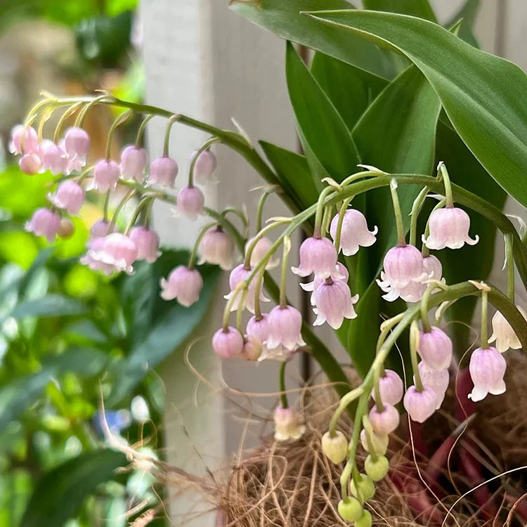 💐KONVALIE – ŠTĚSTÍ PŘICHÁZÍ
