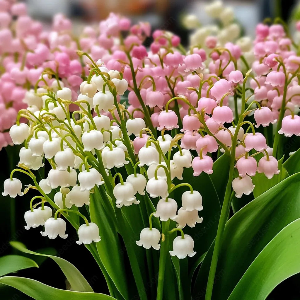 💐KONVALIE – ŠTĚSTÍ PŘICHÁZÍ