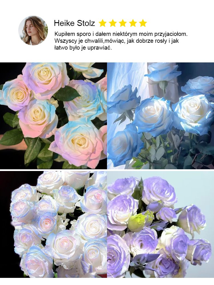 Rzadkie hydroponiczne róże dwukolorowe - 12 kolorów mieszanych nasion - 300 kapsułek
