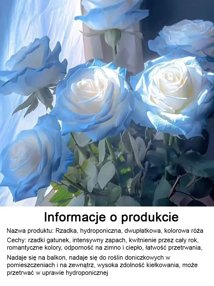 Rzadkie hydroponiczne róże dwukolorowe - 12 kolorów mieszanych nasion - 300 kapsułek