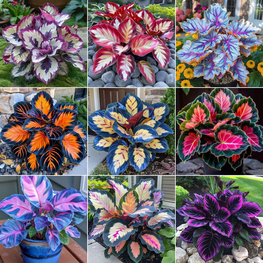 🌿 Kolorowe nasiona funkii – król cienia w ogrodzie! 🌿