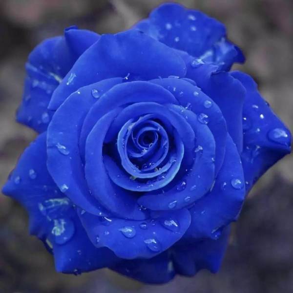 💙SEMÍNKA RŮŽE MODRÁ ČARODĚJKA✨