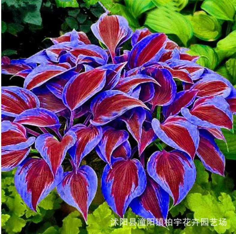 Rzadkie nasiona lilii cieniolubnej