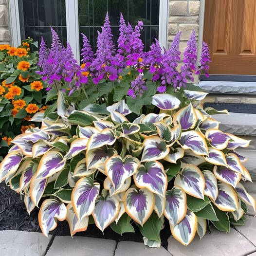 Hardy Beauty: Hosta květiny odolné vůči stínu a chladu