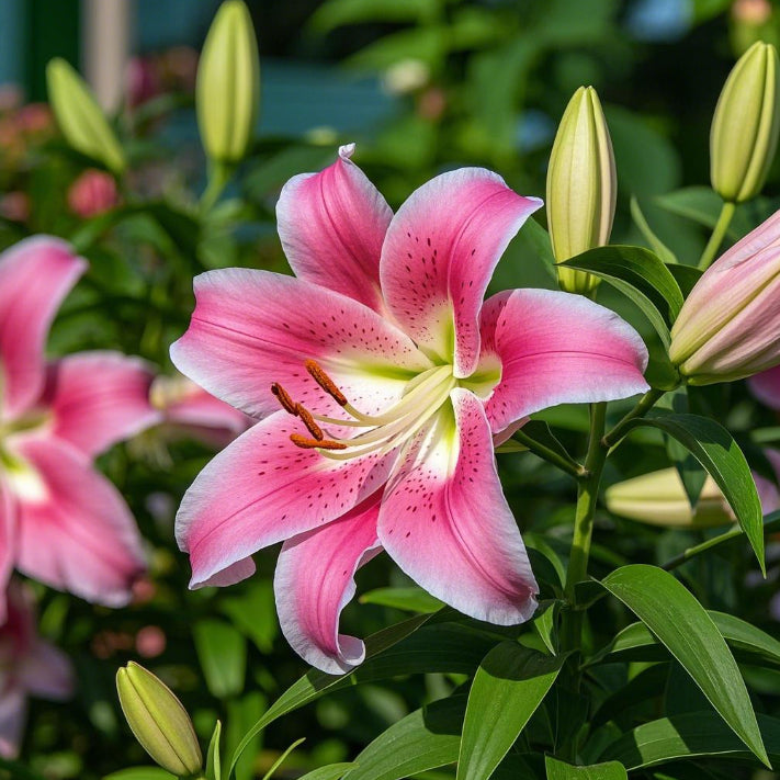 🌺Vonné cibulky lilií – svěží a sladké