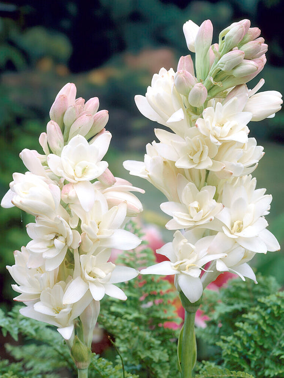 Dvojitá tuberóza 🌸 - Velký cibulovitý květ