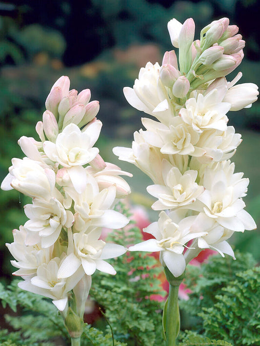 Dvojitá tuberóza 🌸 - Velký cibulovitý květ