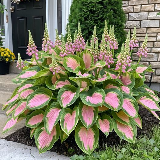 Hardy Beauty: Hosta květiny odolné vůči stínu a chladu