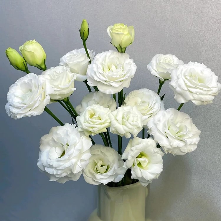 🔥Poslední den prodeje💝Eustoma Rose Thornless💐Lisianthus Seeds