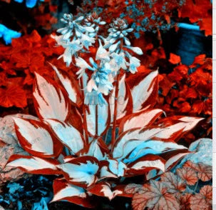 Rzadkie nasiona lilii cieniolubnej