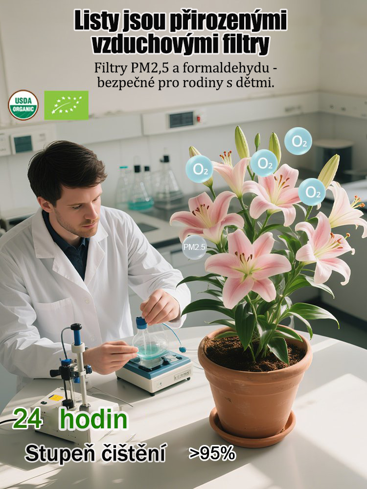 [Voňejší než parfém]Cibulky lilií Four Seasons voní tisíce kilometrů daleko, kvetou každý rok