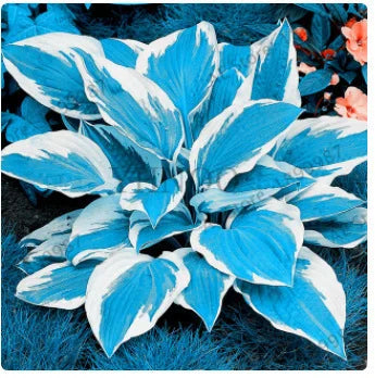 Rzadkie nasiona lilii cieniolubnej