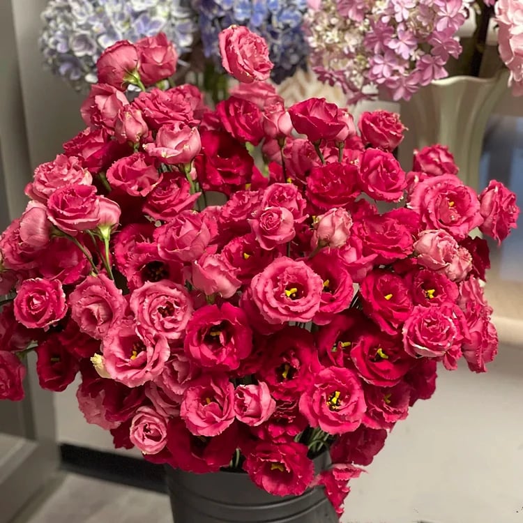 🔥Poslední den prodeje💝Eustoma Rose Thornless💐Lisianthus Seeds