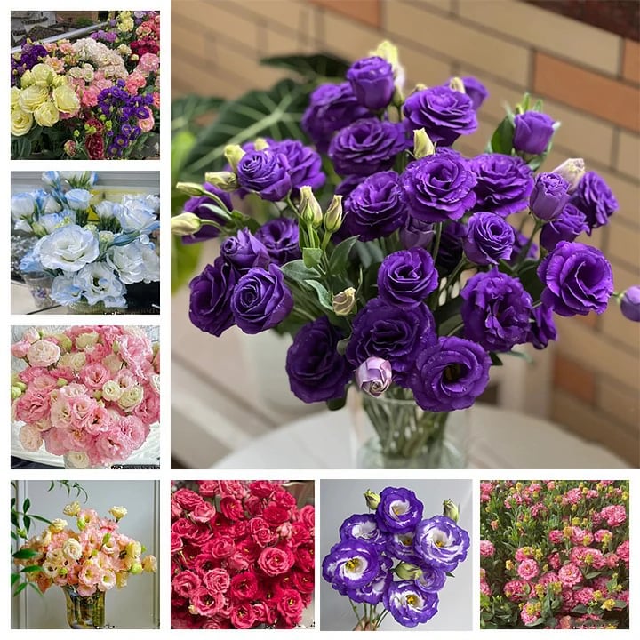 🔥Poslední den prodeje💝Eustoma Rose Thornless💐Lisianthus Seeds
