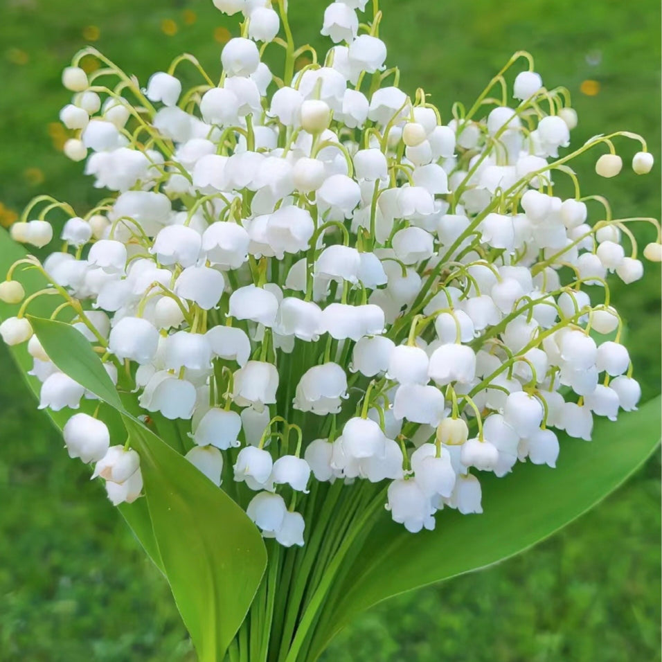 💐KONVALIE – ŠTĚSTÍ PŘICHÁZÍ