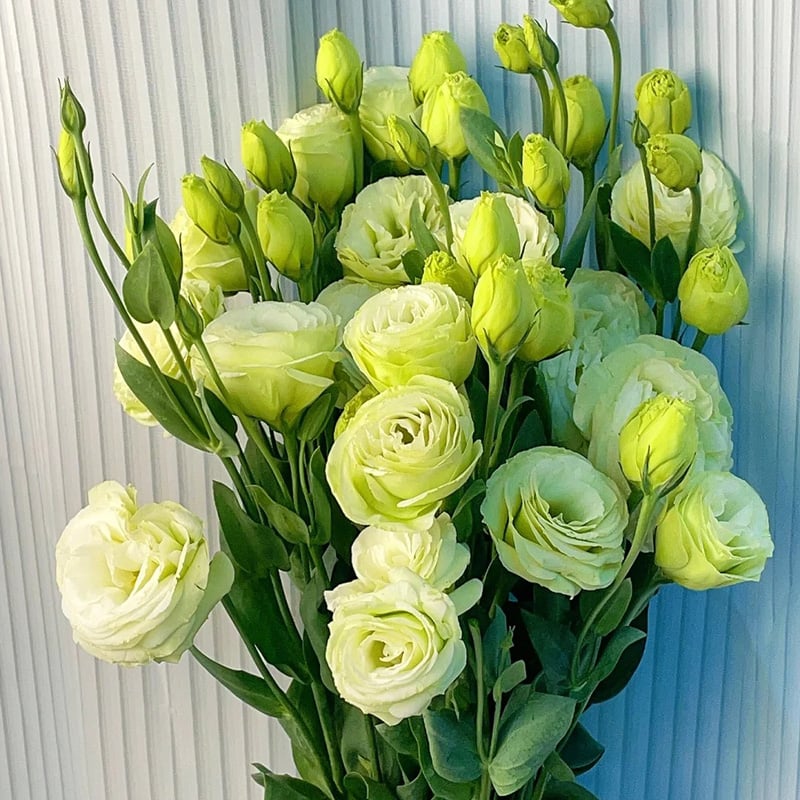 🔥Poslední den prodeje💝Eustoma Rose Thornless💐Lisianthus Seeds