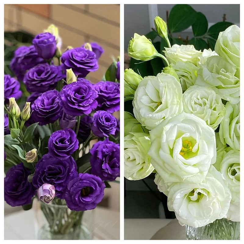 🔥Poslední den prodeje💝Eustoma Rose Thornless💐Lisianthus Seeds