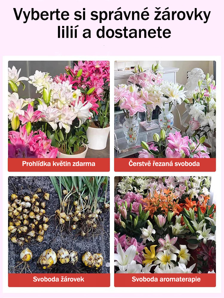 [Voňejší než parfém]Cibulky lilií Four Seasons voní tisíce kilometrů daleko, kvetou každý rok