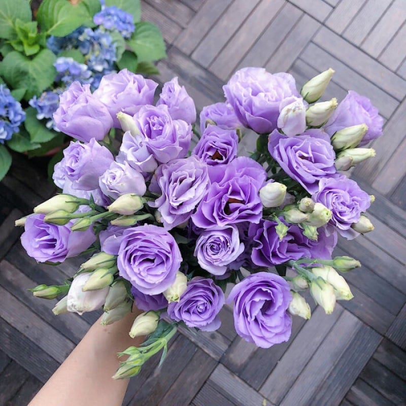 🔥Poslední den prodeje💝Eustoma Rose Thornless💐Lisianthus Seeds