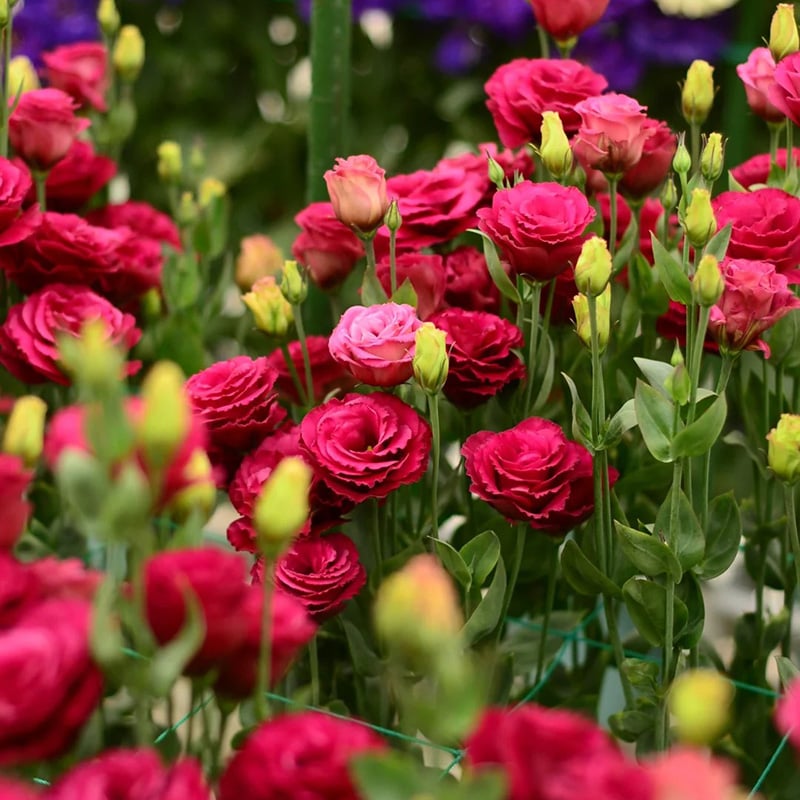 🔥Poslední den prodeje💝Eustoma Rose Thornless💐Lisianthus Seeds