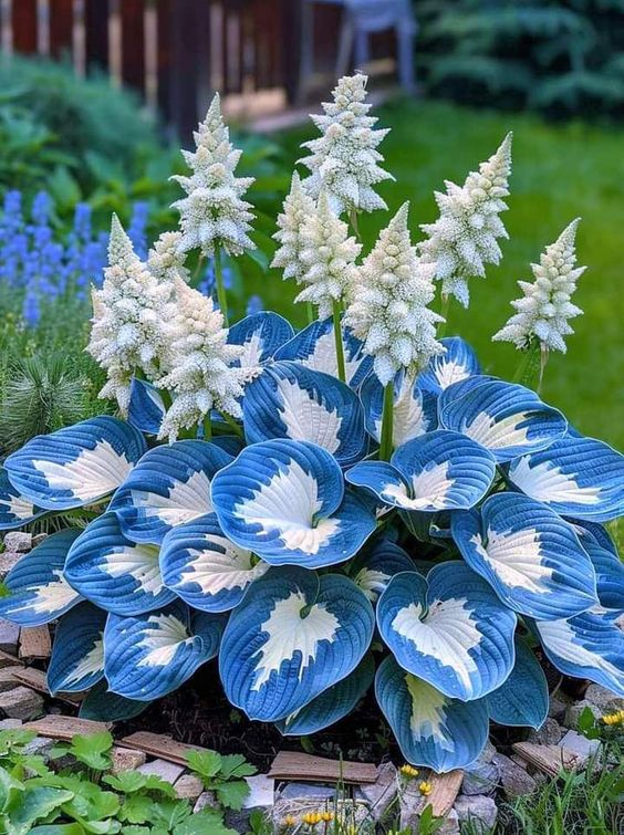 Hardy Beauty: Hosta květiny odolné vůči stínu a chladu