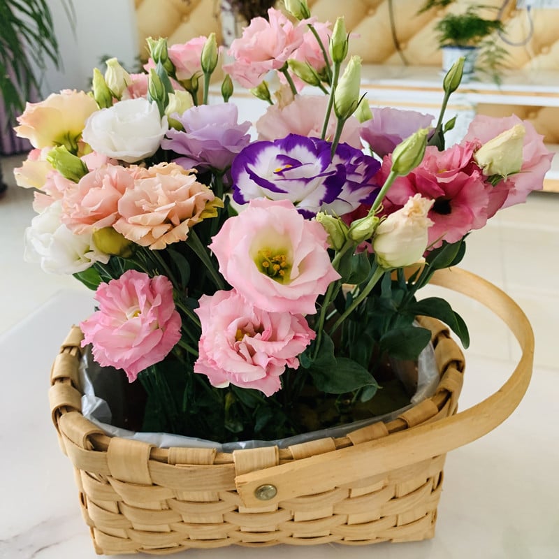 🔥Poslední den prodeje💝Eustoma Rose Thornless💐Lisianthus Seeds