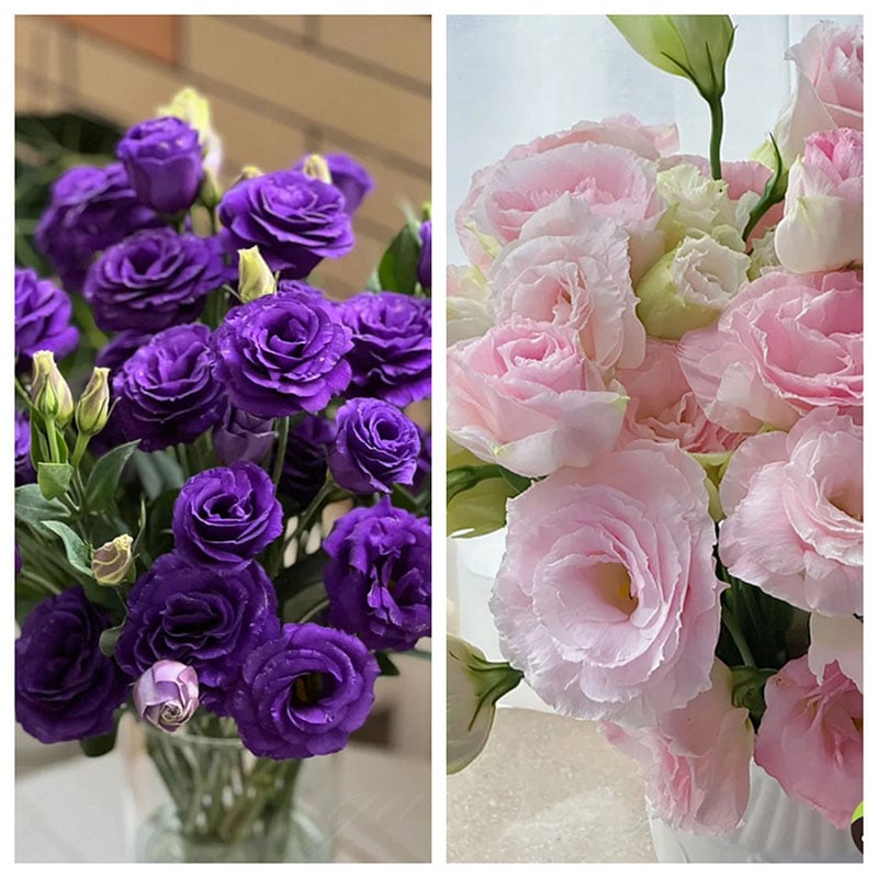 🔥Poslední den prodeje💝Eustoma Rose Thornless💐Lisianthus Seeds