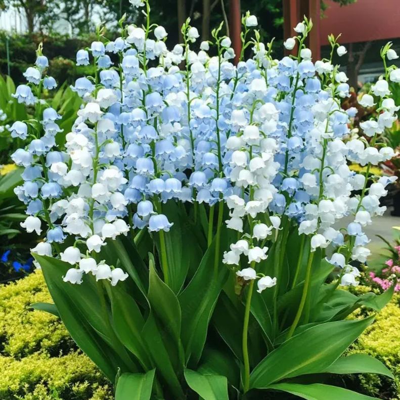 💐KONVALIE – ŠTĚSTÍ PŘICHÁZÍ