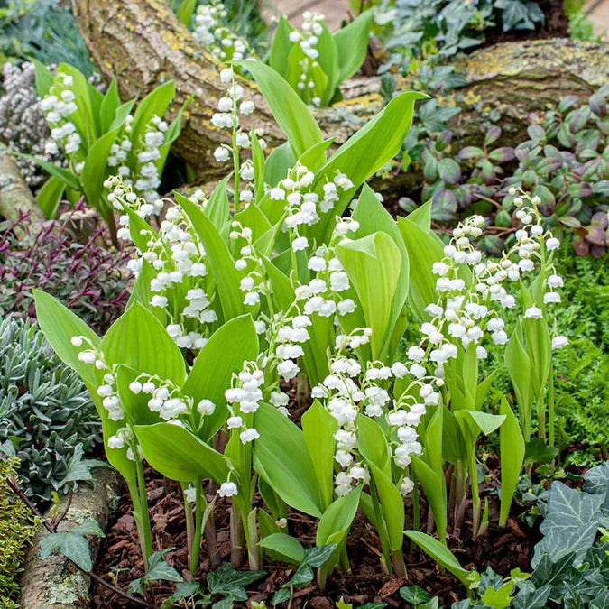 💐KONVALIE – ŠTĚSTÍ PŘICHÁZÍ