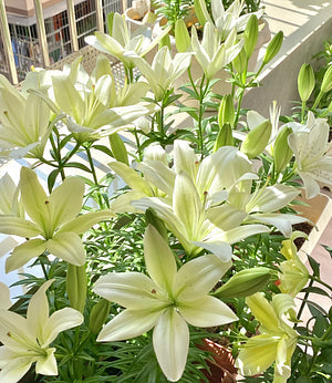 🌺Vonné cibulky lilií – svěží a sladké