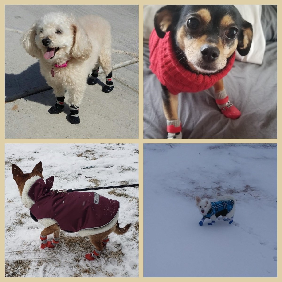 🔥Kupte 1 a dostanete 1 zdarma🐶Nepromokavé boty pro domácí mazlíčky