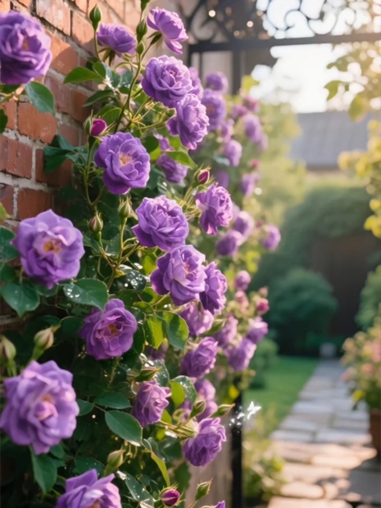 Rzadkie hydroponiczne róże dwukolorowe - 12 kolorów mieszanych nasion - 300 kapsułek